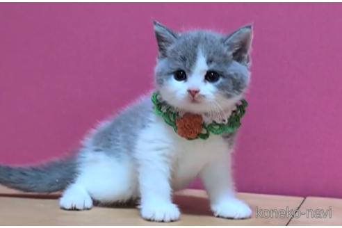 成約済の東京都のスコティッシュフォールド-100483の6枚目